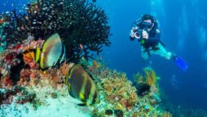 Discover the Underwater World of Raja Ampat, Indonesia