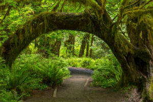 Explore the Enchanting Forests of Hoh Rain Forest, USA